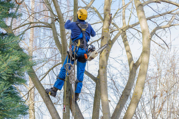 Best Utility Line Clearance  in North Belle Vernon, PA