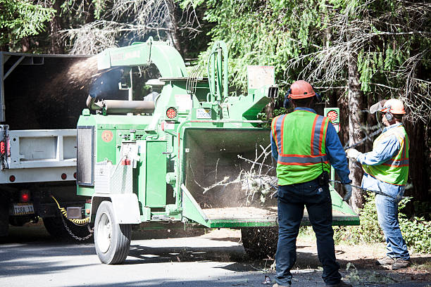 North Belle Vernon, PA Tree Care Company
