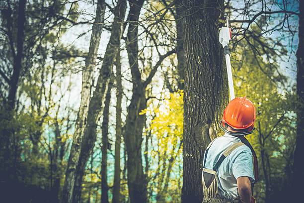 How Our Tree Care Process Works  in  North Belle Vernon, PA
